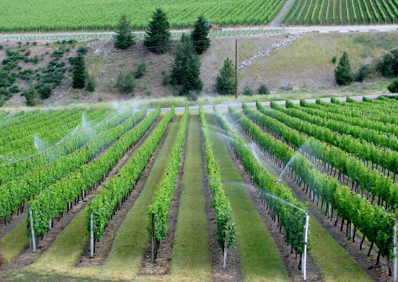 Irrigazione in vigna si o no?