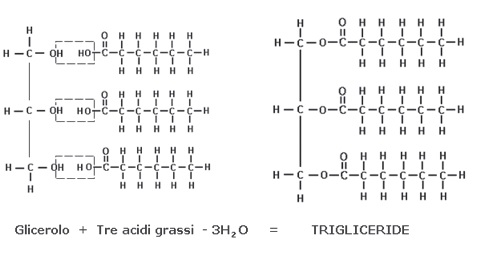 acidi grassi trigliceridi