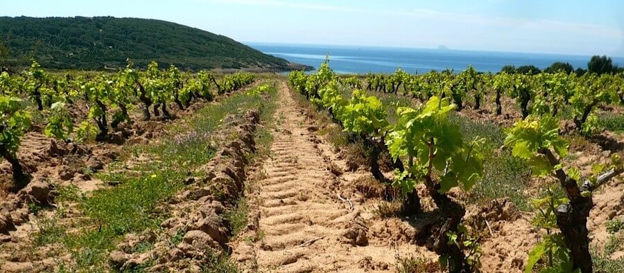 Vino rosso d'Italia: vigneto del Carignano in Sardegna