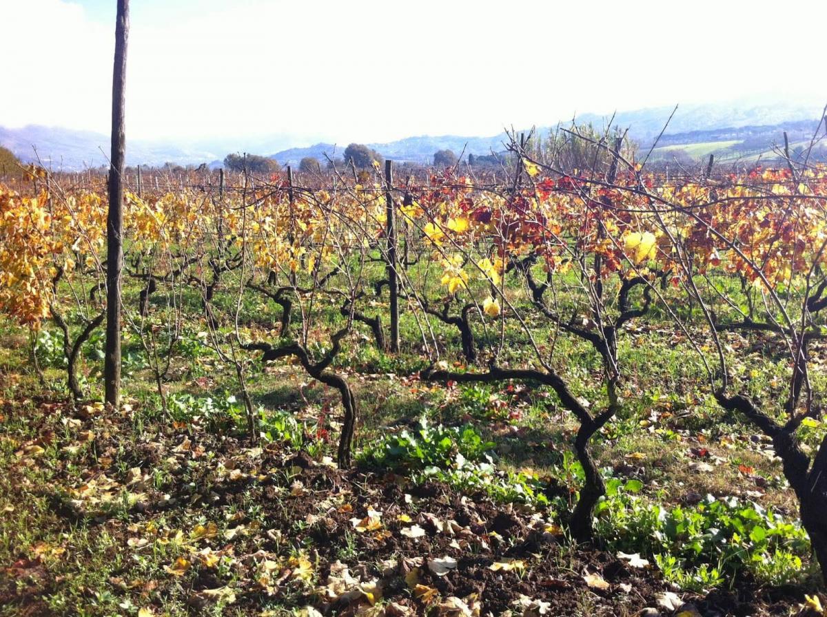 I vini naturali del Lazio: Ciolli