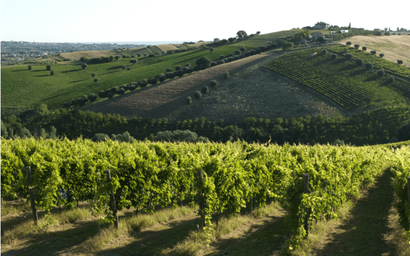 Panorama sulle colline teramane, patria del Montepulciano d'Abruzzo