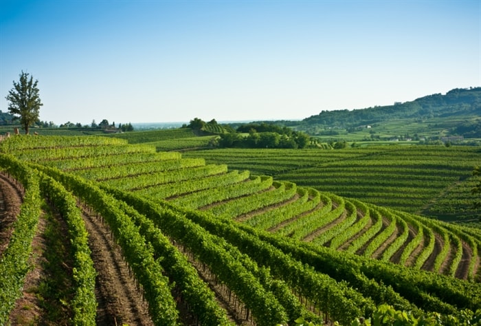 Zona viticola del Collio