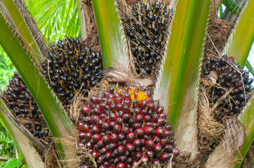Frutto da cui si estrae l'olio di palma