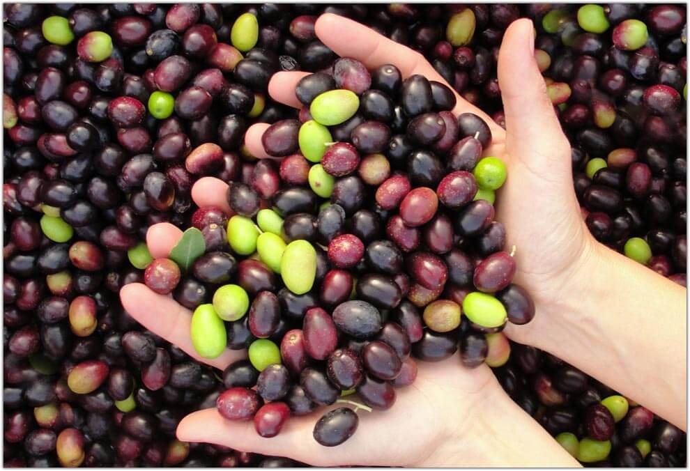 Olive per la raffinazione dell'olio