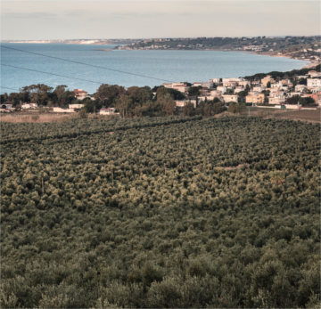 Il fronte mare ricoperto dagli olivi