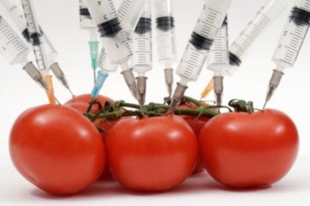 Pomodori OGM