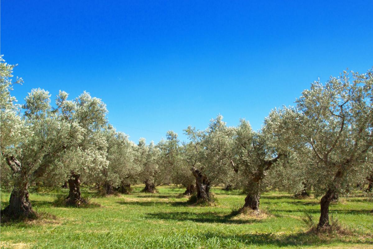 Produzione olio extravergine e oliveti