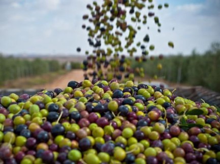 olio di oliva produzione