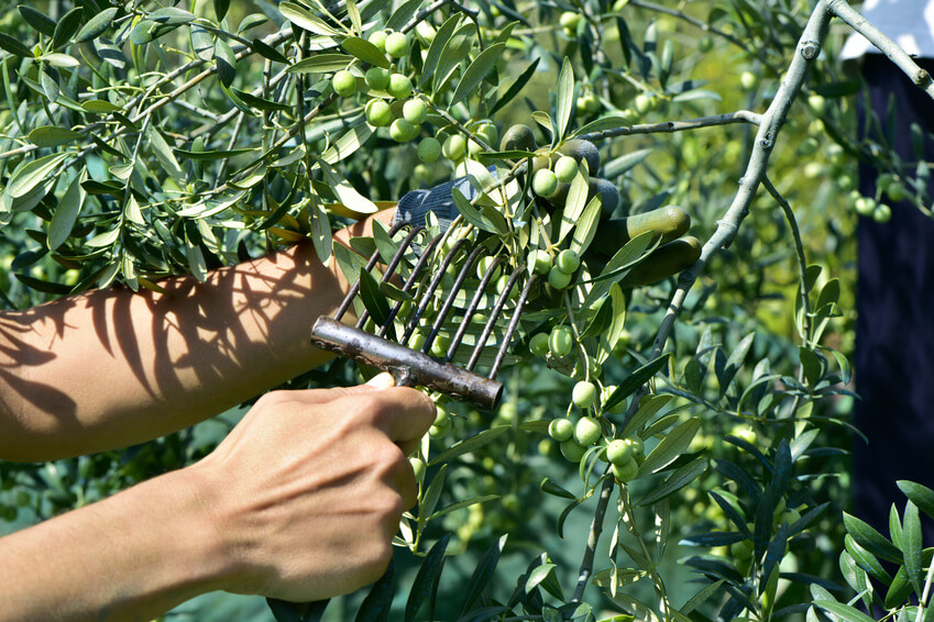 Come si produce l'olio extravergine d'oliva: la raccolta delle olive
