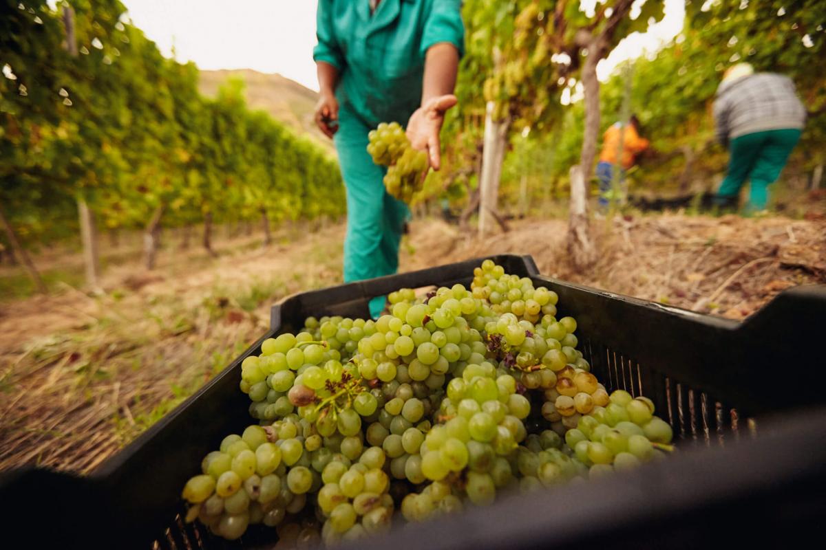 Vino Arneis: raccolta dell'uva