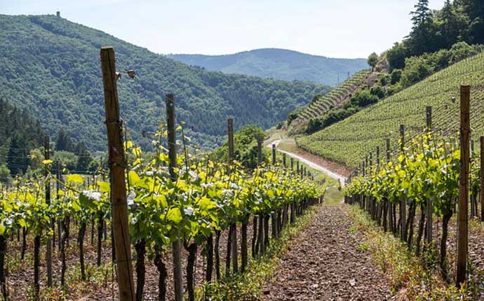 Zona viticola dei Colli Orientali del Friuli