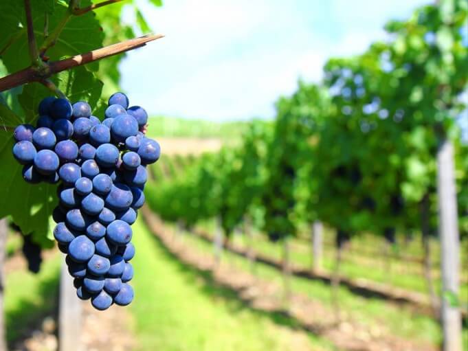 Testo unico del vino per salvaguardia vitigni