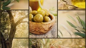 tecniche di raccolta di olive