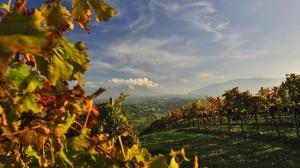 Strade del vino d&#039;Abruzzo: la strada del vino di Controguerra