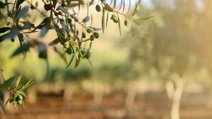 Le cultivar di olivo in Italia