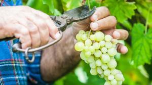 Vendemmia 2020: si preannuncia un&#039;annata di grande interesse per il vino italiano