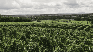 Le prospettive della sostenibilità nel vino
