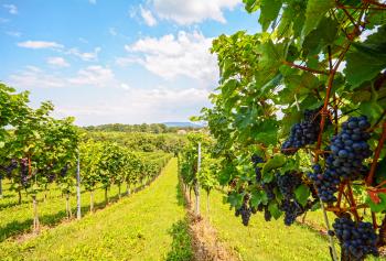 Produzione di vino 2016 in Europa