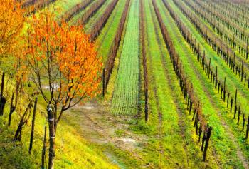 Il vino in Friuli