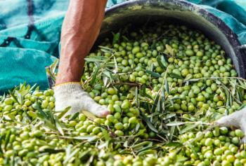 Primi dati sulla raccolta 2019 delle olive in Italia