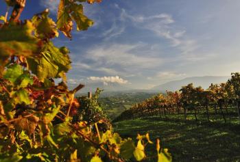 Strade del vino d&#039;Abruzzo: la strada del vino di Controguerra