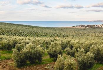 un oliveto sul mare: ecco come l&#039;olio trasforma la sicilia