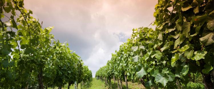 Clima delle annate 2016 e 2017 del vino a confronto