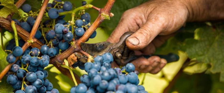 Dati definitivi sulla vendemmia 2016