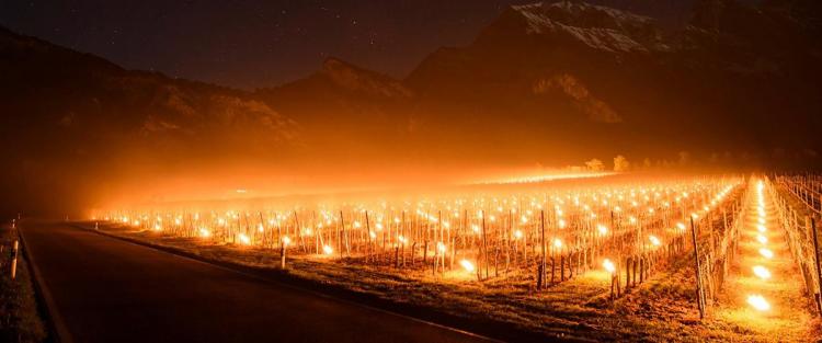 Falò per salvare i vigneti dalle gelate di aprile