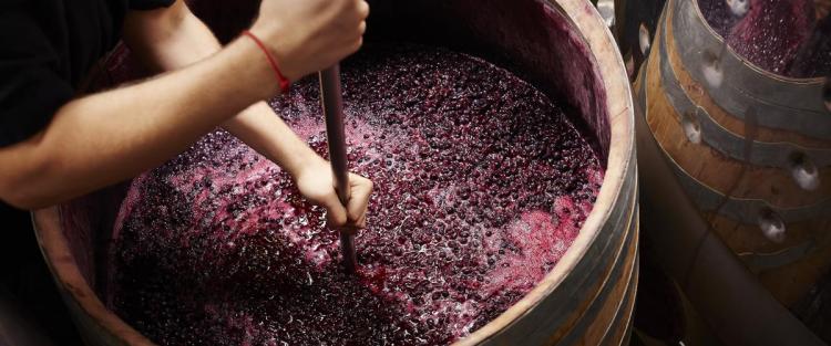 Cos'è il mosto d'uva