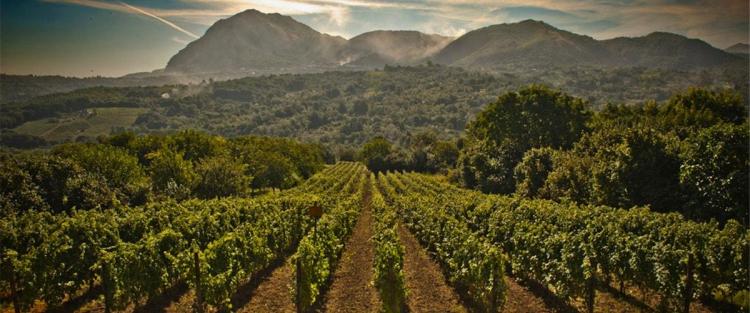 Il Fiano: storia di fortune e miserie