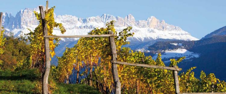 Il Lagrein in Alto Adige