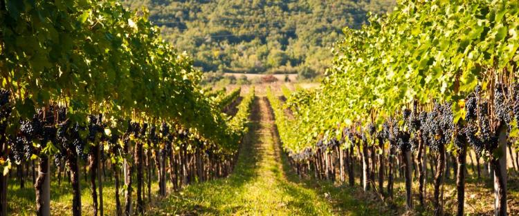 Il vino in Molise: la costruzione di un'identità territoriale