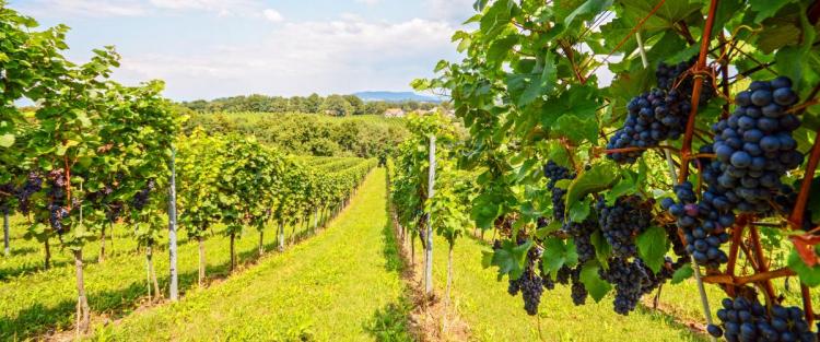 In calo nel 2016 la produzione di vino in Europa