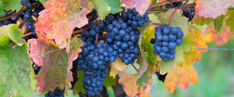 Storia dell'uva Barbera