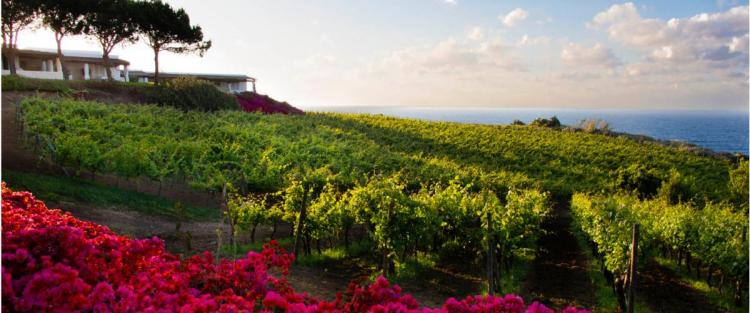 Viaggio a Salina, terra della Malvasia delle Lipari