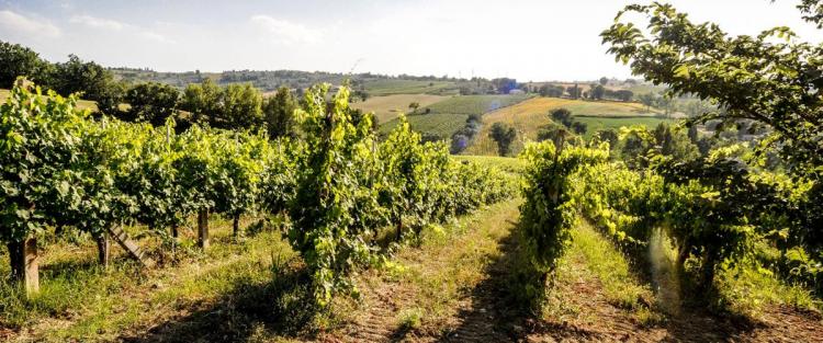 Alla scoperta dell'uva Grechetto