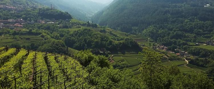 La produzione mondiale di vino nel 2016