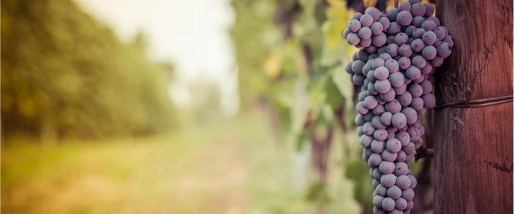 Cantine Aperte in Vendemmia 2018 in Piemonte