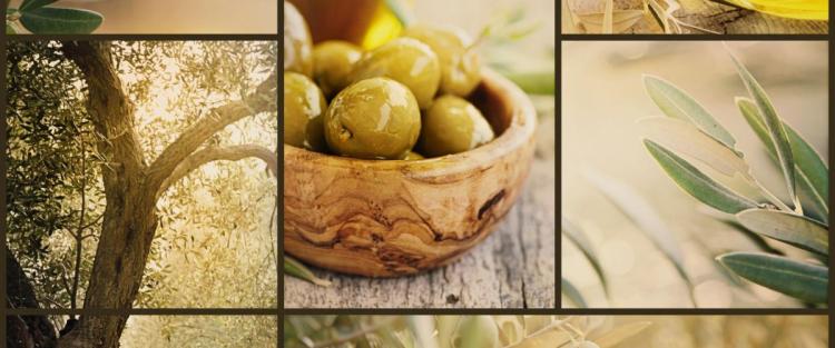La raccolta delle olive