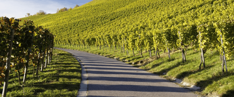 I vini lungo la via Francigena: viaggio in Lombardia ed Emilia Romagna