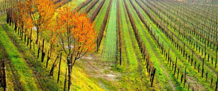 Il vino del Friuli