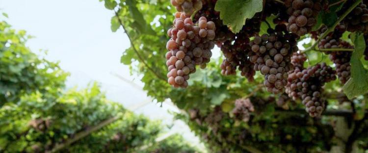 Enogastronomia in Trentino: dal 2 al 4 settembre torna "Uva e Dintorni"