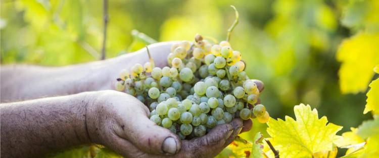 Primi bilanci sulla vendemmia 2022