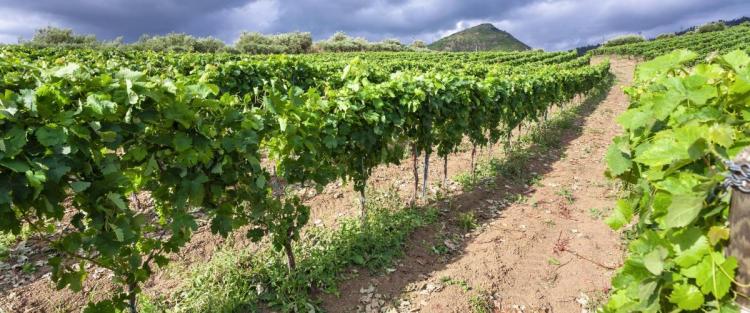 Al via la vendemmia 2022 in Sicilia