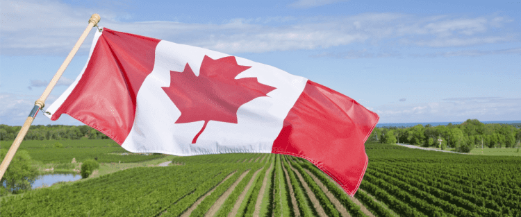 Il consumo del vino in Canada