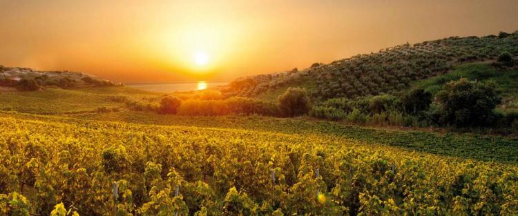 Il Gaglioppo e il vino Cirò
