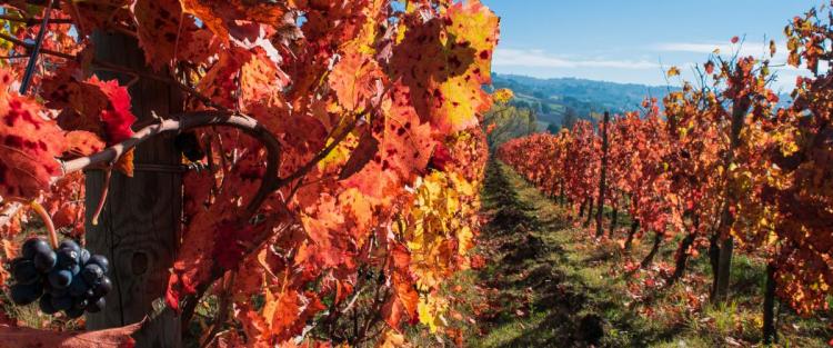 Il Sagrantino di Montefalco