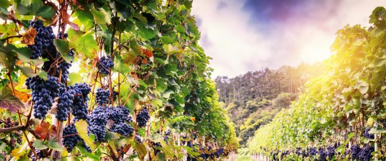 Nell'Orto Botanico di Roma nasce “Vigneto Italia”