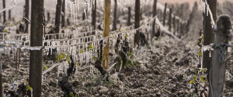 Prevenzione e cura dei danni da freddo tardivo sulla vite